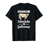 Hausrind Kuh Kalb Rigget Schotte