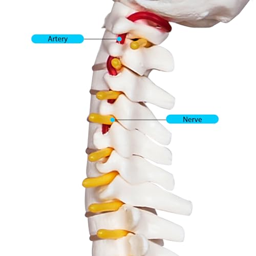 Image of breesky Human Spine Mini Model, 17'' Spine Anatomy Model with Nerves, Vertebra Model with Stand for Medical Students, Osteopaths and Chiropractors