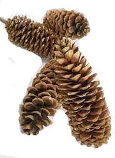 Sugarpine Pinecones 4 Pak
