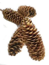 Sugarpine Pinecones 4 Pak