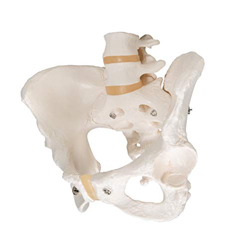 3B Scientific A61 Female Pelvic Skeleton - 3B Smart Anatomy #TOP5
