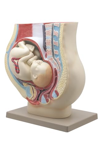 Image of Eisco Labs Human Pregnancy Pelvis Model with Removable Fetus - Hand Painted