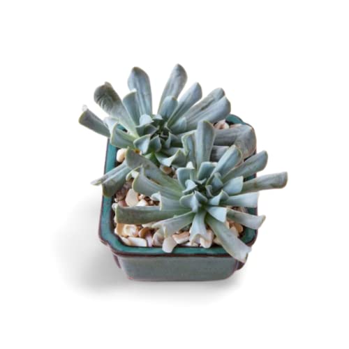 OhhSome Succulent Plant Houseleeks Echeveria Runyonii Grey-Green, Long Leaves Live - Balcony|Bedroom|Balcony Garden|Decoration (Healthy Plant) (B09K4GS5QB) Amazon Price History, Amazon Price Tracker