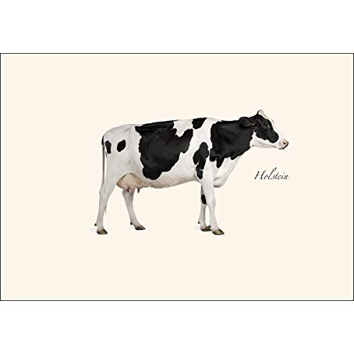 Image of Earth Sky + Water - Holstein Notecard Set - 8 Blank Cards with Envelopes
