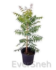 See full amazon price history chart for EverSneh Live Medicinal/Azadirachta indica/Neem Plant With Plastic Pot 4 Inch Size EverSneh Live Medicinal/Azadirachta indica/Neem Plant With Plastic Pot 4 Inch Size (B0B7RJG9TZ) Amazon Price History, Amazon Price Tracker