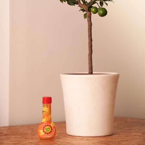 Baby Bio Citrus Food, 175ml - Citrus Plant Food for Healthy Growth and High Potassium for Better Fruit Yield - Year Round Care Concentrate Fertiliser - Fruit Tree Aid Spray