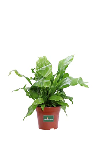 Pianta di Asplenium Nidus Pianta di Felce pianta tropicale pianta vera pianta da interno pianta ornamentale di Asplenium venduta da eGarden.store (Vaso 12 cm)