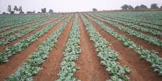 Cultivation of Cauliflower Crop cover art