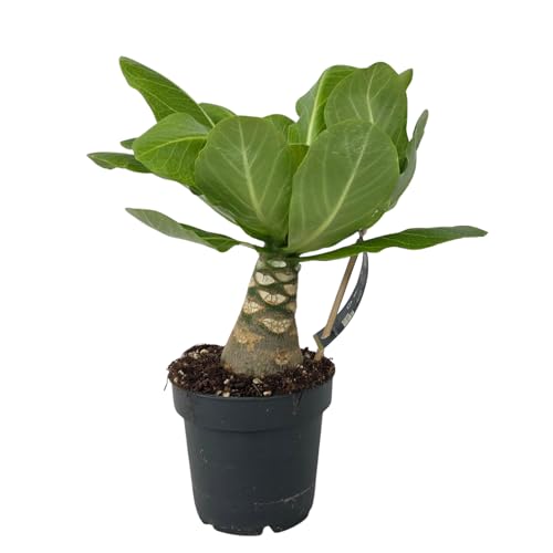Plant in a Box - Hawaii-Palme - Brighamia insignis - Höhe 25-35cm - Topf 12cm - exotische Zimmerpflanze tropische dekorative Pflanze