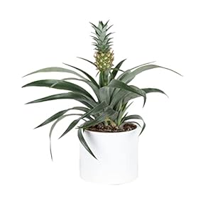 Fruitgewas – Ananas in witte pot als set – Hoogte: 50 cm