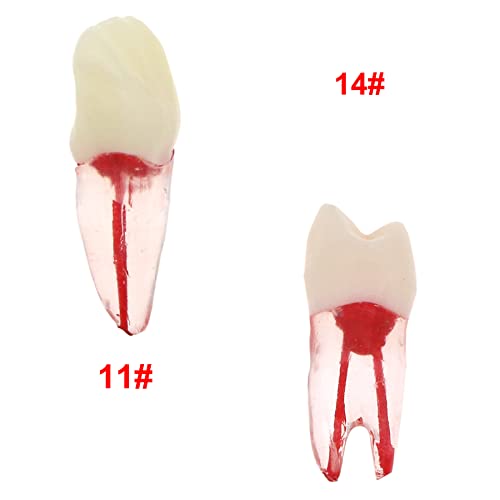 10Pcs Dental Root Canal Pulp Cavity RCT Practice Endodontic Teeth Model Typodont Study Teach M8007-Kit