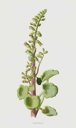 Affiche artistique Pennywort par Frederick Edward Hulme impression toile salon 60x90cm