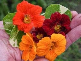 Miniatura 6 de Nasturtium Alaska Mix - Semillas de flores para plantar, más de 50 semillas por paquete, semillas de jardín de Isla (semillas de jardín de Isla),