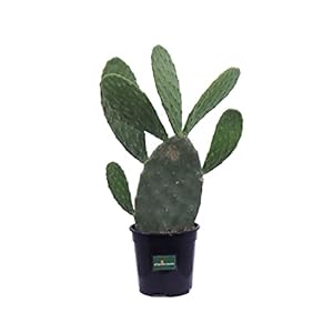 Pianta di Fico D’India Pianta di Opuntia Ficus Indica pianta da esterno pianta da giardino cactus di Fico d’India pianta grassa pianta ornamentale pianta vera venduta da eGarden.store