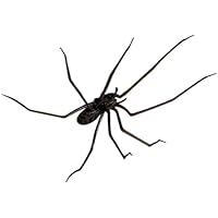 DIEKE Imán realista de arañas con forma de animal para nevera,