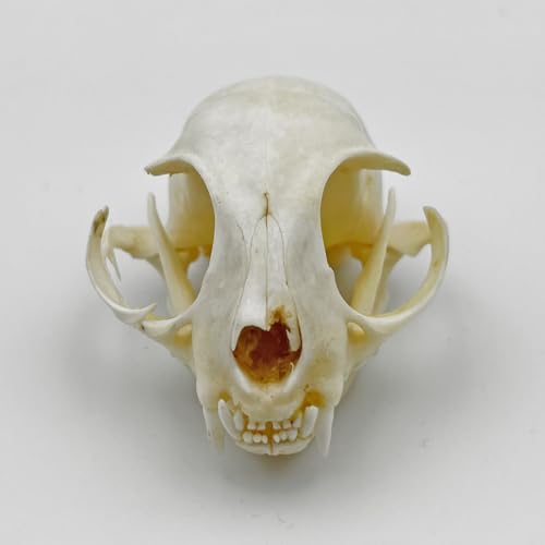 Image of Real Animal Bone Specimen Natural Taxidermy Feline Skull for Science Collection