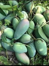 Grafted Kiew Yai Mango Tree Live Plant – Taiwan Mango Variety, 3–4 Ft Tall, 3 Gallon Pot and Cannot be Shipped to CA, AZ, or HI.