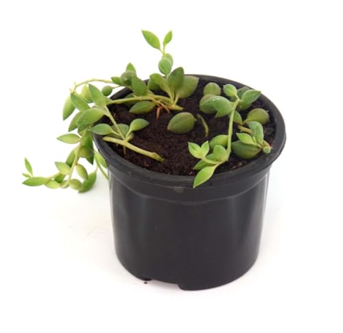 Image of String of Tears Live Plant with Pot | Rare Indoor Succulent Vine for Home & Office Decor | Easy-Care Hanging Plant with Tear-Shaped Leaves | Fresh Healthy Trailing Plant