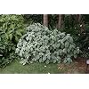 Radny 30st Plectranthus Silver Crest plantenzaden