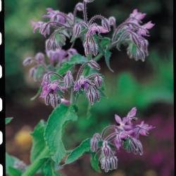 Pictorial Pack - Borage - Borago officinalis Seed