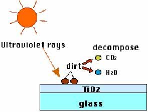 Virtual Forest Inside