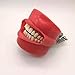 Imagen de Modelo De Implante Dental
