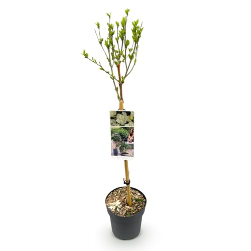 GreenboutiQ - Plante de jardin - Hibiscus syriacus White Chiffon® - Plante sur tige - Plante de terrasse - Feuillage caduc - Peu d'entretien - Pot 19cm...