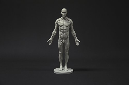 Image of Male Anatomy Figure Collection: Planar, Ecorche and Skin - Anatomical Reference for Artists