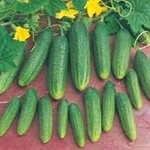 50 semillas de pepino frescas y nuevas