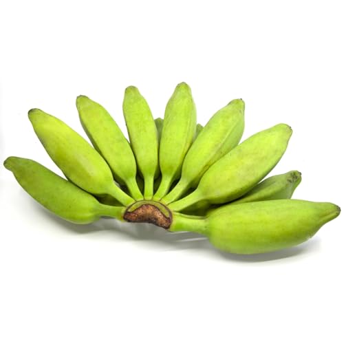 Burro Plantain (Shipping Included) - Image 4