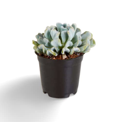 See full amazon price history chart for Ohhsome Succulent Plant Houseleeks Echeveria Runyonii Indoor Live - Gardening|Home Decoration|Hanging Basket (Healthy Plant) Ohhsome Succulent Plant Houseleeks Echeveria Runyonii Indoor Live - Gardening|Home Decoration|Hanging Basket (Healthy Plant) (B09K4GRYKB) Amazon Price History, Amazon Price Tracker