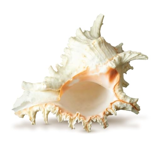 Nautical Crush Trading Conch Shell Decor - Seashell Decor - 7-9