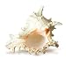 Murex Ramosus Shell | 1 Large Murex Sea Shell 7- 9" | Plus Free Nautical eBook by Joseph Rains