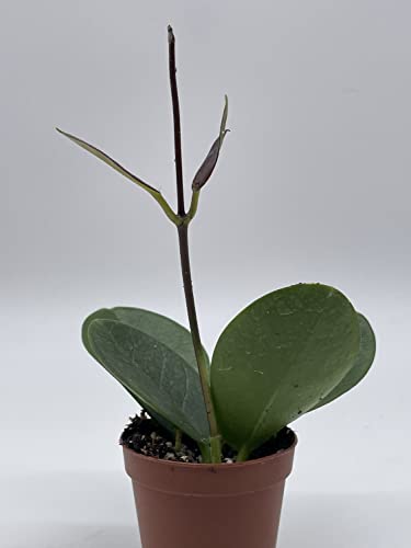 Hoya Australis In A 2 Inch Pot, Live Rooted Potted Tiny Mini Pixie Plant #TOP5