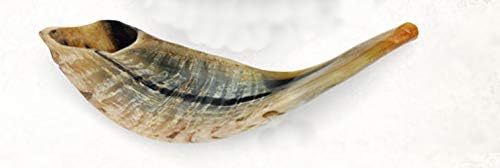 Shofar Natural Ram's Horn from Israel, Easy to Blow - Kosher Certified, Medium Size 12" - 14"