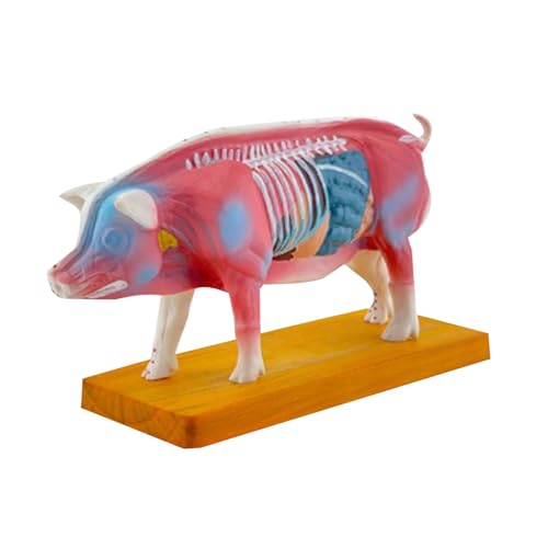 Modèle d'anatomie animale pour moxibustion sans erreur de point
