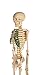 American Educational Skeleton Model with Nerves, 34