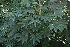 50pcs Beaver Dam Pepper Seeds