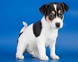 Renqidian Kit de Punto de Cruz Para Estampado fox terrier chileno 11CT Quilates Adultos Kits de Bordado Preimpreso,Decoración Del Hogar 40x50 cm