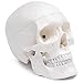 Wellden Medical Anatomical Human Skull Model, Classic, 3-part, Life Size