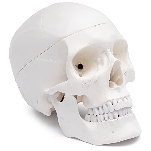 Cranstein A-210 anatomischer Schädel | Medizin Studium und Ausbildung | Totenkopf | Schädel Anatomie Modell | Schädel Modell