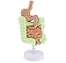 Teaching Model Tools,Human Digestive System Model for Anatomical Life Size Human Gastrointestinal Anatomy Model Studying Teaching Model