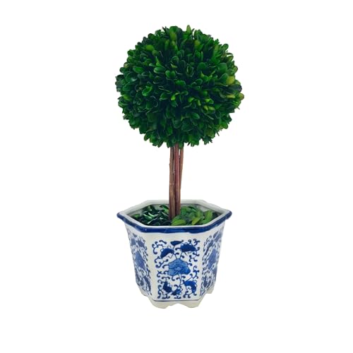Galt International Preserved Boxwood Topiary Tree in Blue & White Ceramic Pot - Plant and Table Centerpiece Stunning Greenery and Plant Decor for Home 5.9