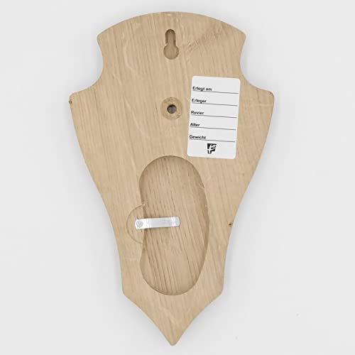 REH - Cartello per trofei a punta, in legno di quercia chiaro, formato AF, 19 x 11 cm, con 1 scomparto in pino