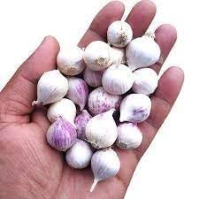 Golden Pulses Desi Single Clove Garlic Ek Pothi Lahsun Garlic Bulb, 250g (B0D7NV4QQB) Amazon Price History, Amazon Price Tracker