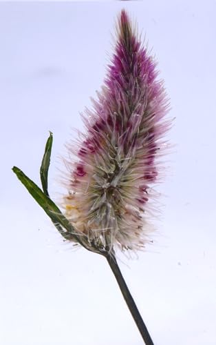 Image of 2.8 inch Real Flamingo Feather Wheat Celosia in Crystal Clear Lucite Resin Paperweight Botanist Herb Herbarium Collection Mother's Day, Anniversary, Wedding Gift Botany Ornament Display Paperweight