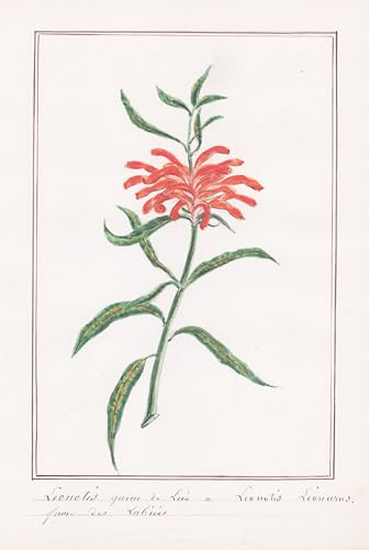 Leonotis queue de Lion -Leonotis leonurus - Afrikanisches Löwenohr / Afrika Africa / Botanik botany / Blume flower / Pflanze plant