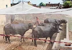 TOYDIRECT Mosquito Net HDPE Animal Mosquito Nets for Cow/Buffalo (15 x 15 x 10 ft) (B0848S6LM8) Amazon Price History, Amazon Price Tracker
