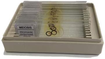 AIM Meiosis Slide Set (Onion Bud)