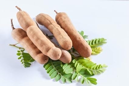 Live Tamarind Thai Sweet Variety Emli Fruit Grafted Live Plant || Thai Sweet imli Tetul Plant Hybrid Grafted Misti Tentul Plant (Tamarindus Indica) Hot/Warm Growing Outdoor Garden Live Tree (B0CVS3XY1Q) Amazon Price History, Amazon Price Tracker